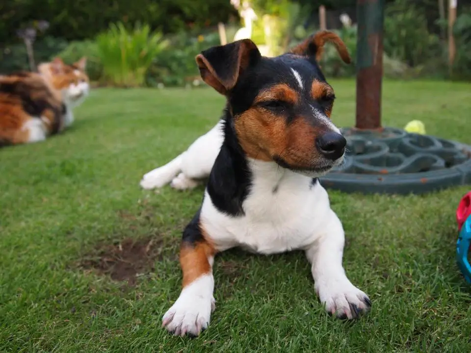 A Jack Russell Terrier lying on the grass in the yard with its eyes closed