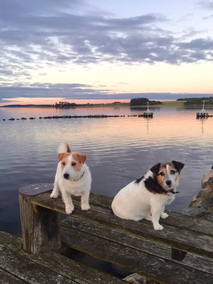 two Jack Russell Terrier sitting on top of the bench by the oceam
