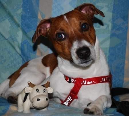 A Jack Russell Terrier lying on the couch with its cow stuffed toy