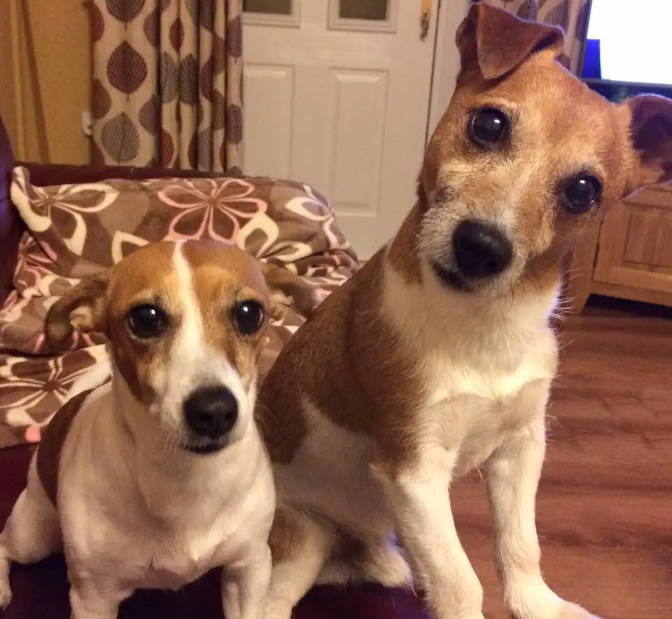 two Jack Russell Terrier sitting on top of the couch with their curious faces