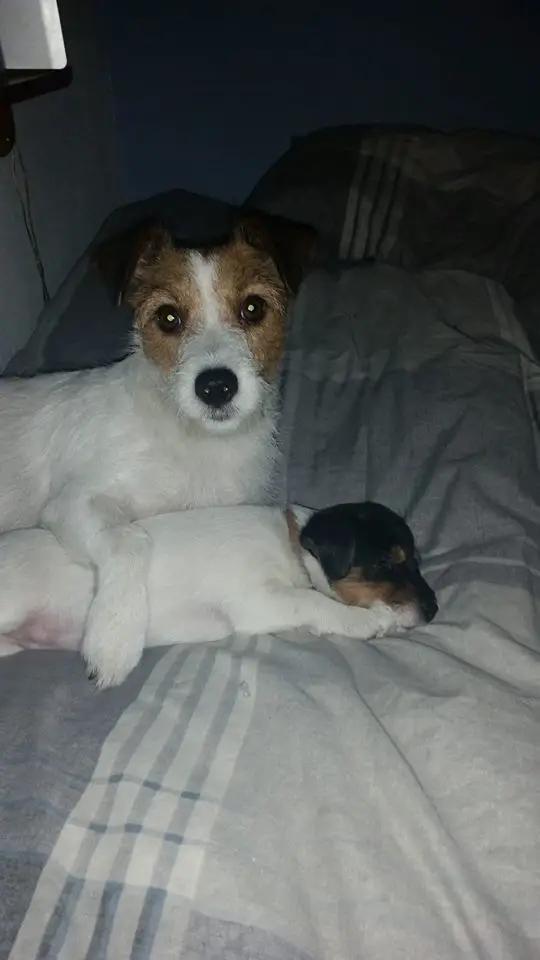 A Jack Russell Terrier and her puppy lying on the bed at night