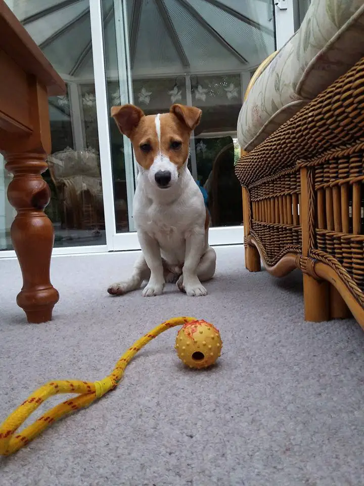 A Jack Russell Terrier sitting on the pavement while staring down at the ball in front of him