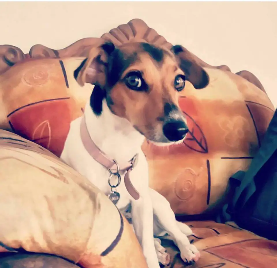 A Jack Russell Terrier sitting on the couch while staring