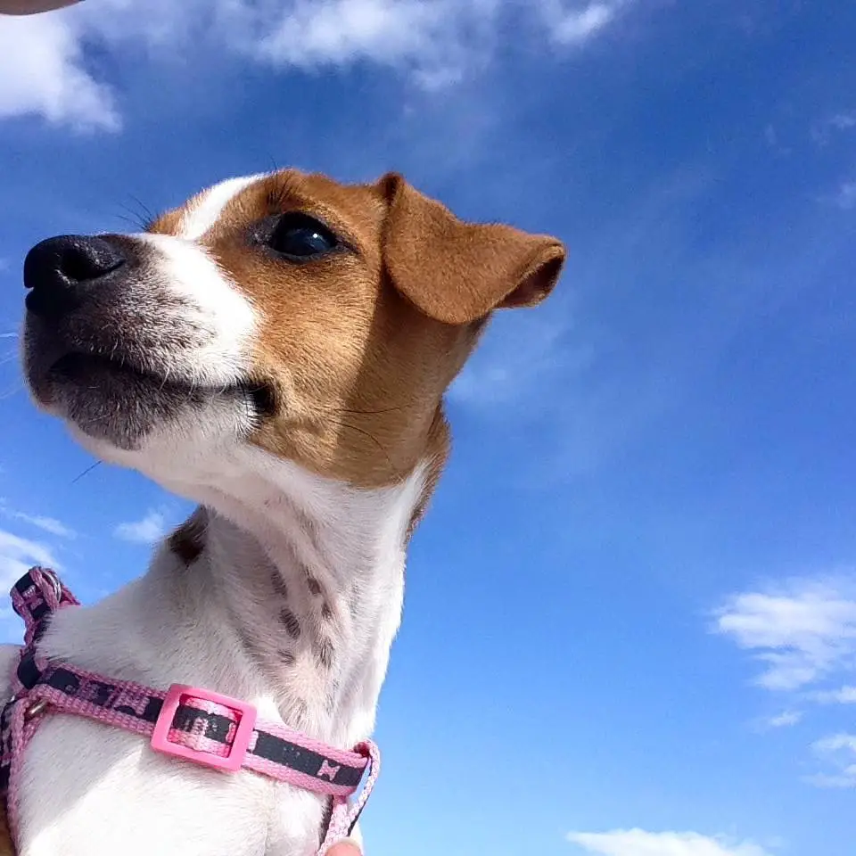 A Jack Russell Terrier looking sideways against the blue sky