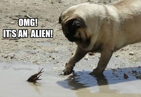 A pug by the seashore looking at the crab in the water photo with a text 