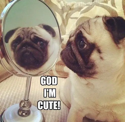 Pug looking at his reflection in the mirror photo with a text 