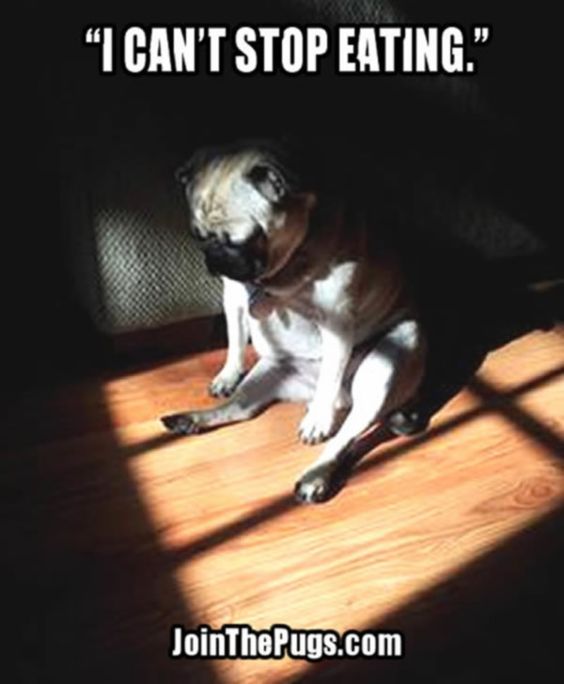 sleeping Pug while sitting on the floor under the sunlight photo with a text 