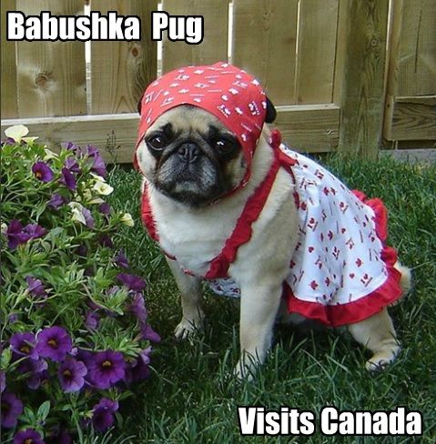 Pug in the garden wearing a cute red summer outfit photo with a text 