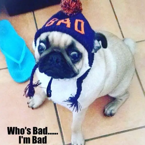 Pug with big shock eyes wearing a beanie that says 