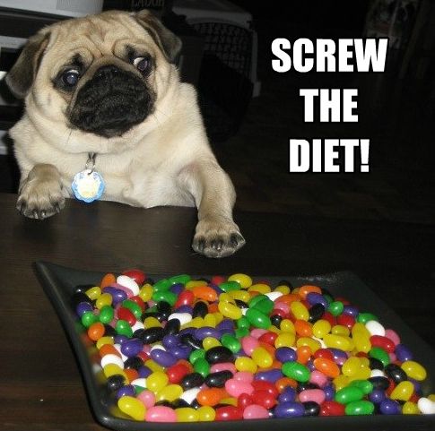 Pug reaching the tray of candies with his paws photo with a text 