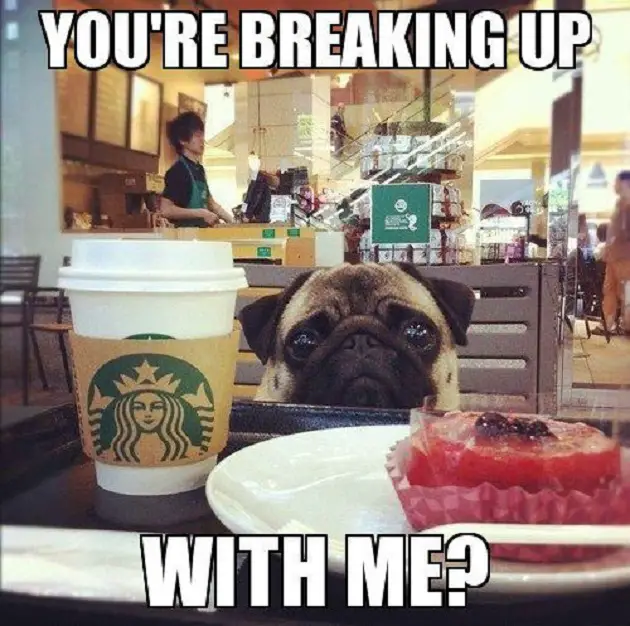 Pug with a sad eyes sitting across the table at the starbucks cafe photo with a text 