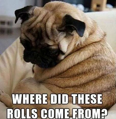Pug sitting in its bed while looking at the rolls in her body photo with a text 
