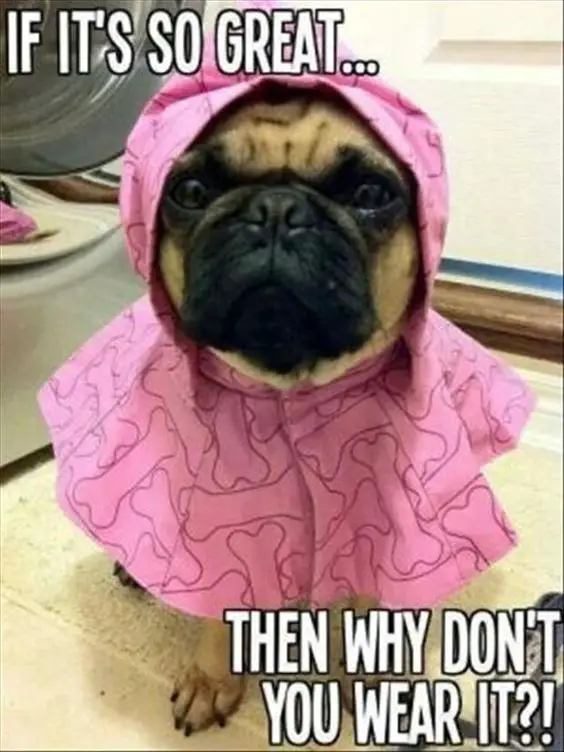 Pug wearing a cute pink raincoat photo with a text 