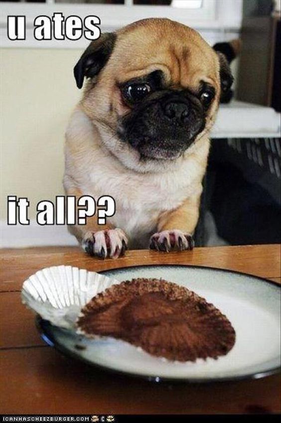Pug with its sad eyes looking at a finished cupcake on the plant photo with a text 