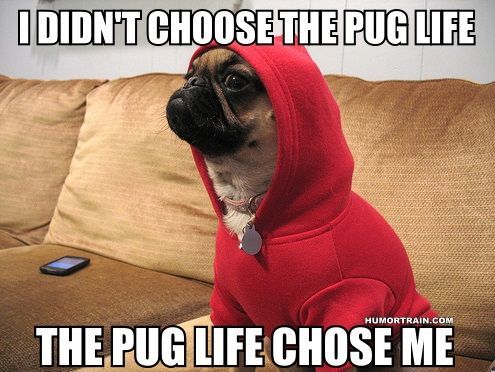 Pug sitting on top of the couch while wearing a red sweater with hoodie photo with a text 
