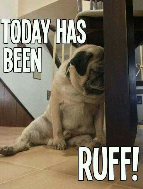 100+ Best Pug Memes of All Time - The Paws