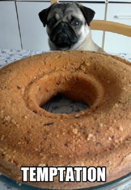 Pug across the table staring at a large donut photo with a text 