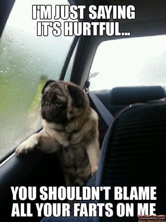 sad faced Pug leaning against the car window photo with a text 
