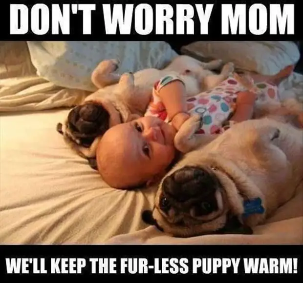 a baby in between the two Pugs lying on the bed photo with a caption 