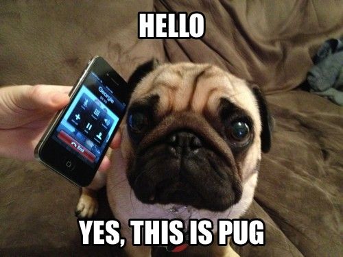 Pug sitting on the couch while listening to person on the phone call with its sad eyes photo with a text 