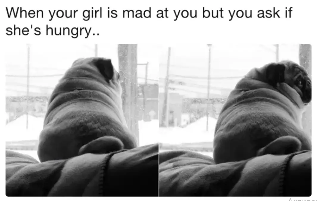 Pug sitting on top of the couch looking outside the window and a photo of her looking back photos with caption 