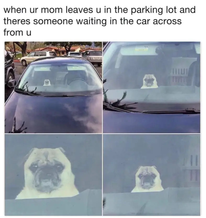collage photo of a Pug inside the car with its sad face and caption 