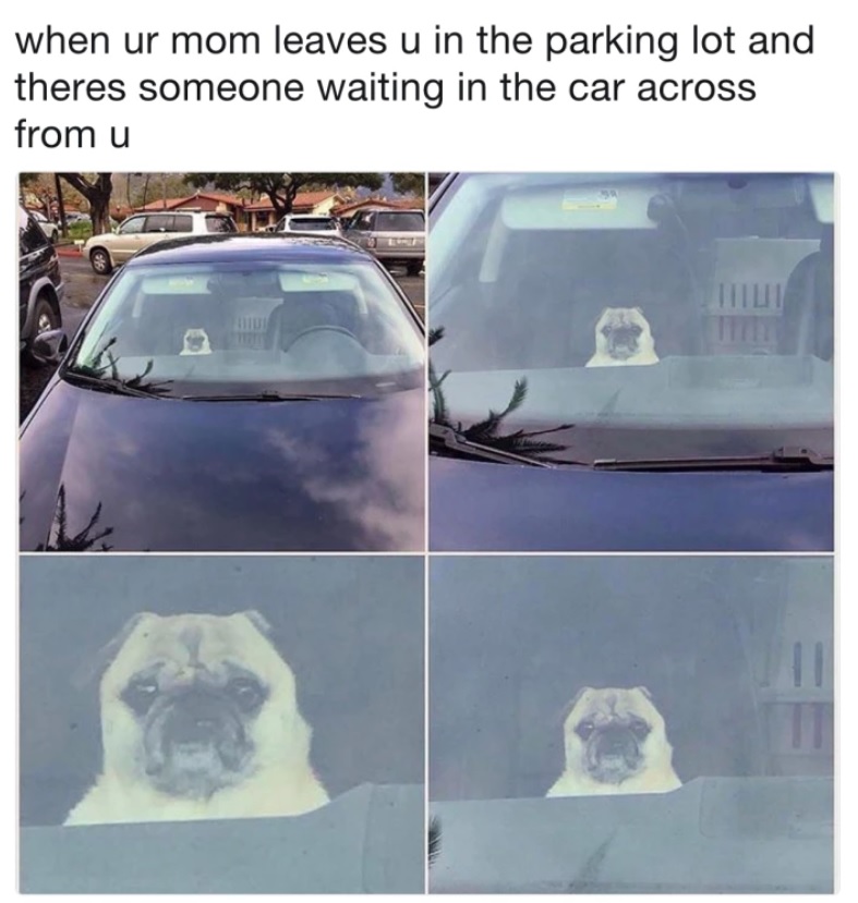 collage photo of a Pug inside the car with its sad face and caption 