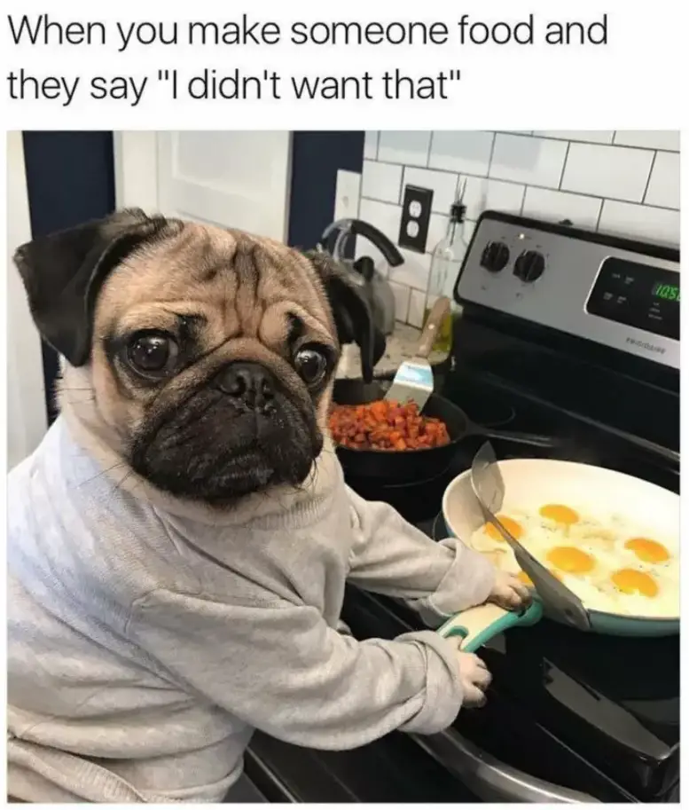 Pug in the kitchen cooking eggs with its sad eyes photo with a text 