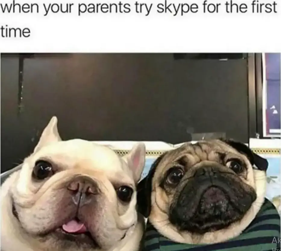 cute faces of Pug and a french bulldog beside each other with caption 