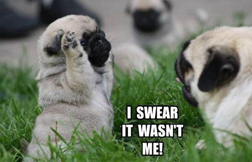 Pug puppy in the grass putting its hand up photo with a text 