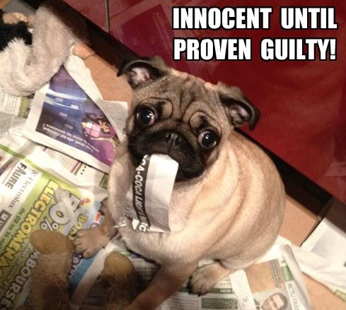 Pug with a torn news paper on the floor and in his mouth photo with a text 