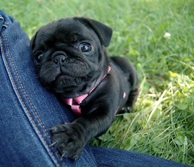 A black Pug puppy leaning towards the legs of the person sitting on the grass