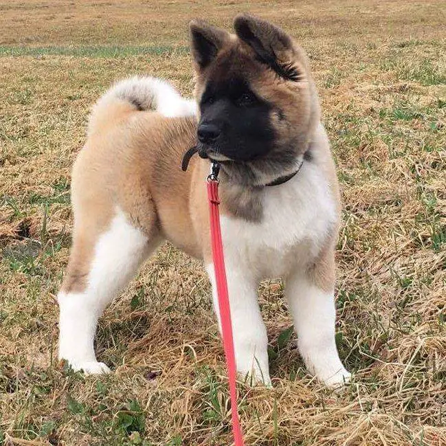 An Akita Inu puppy standing on the grass