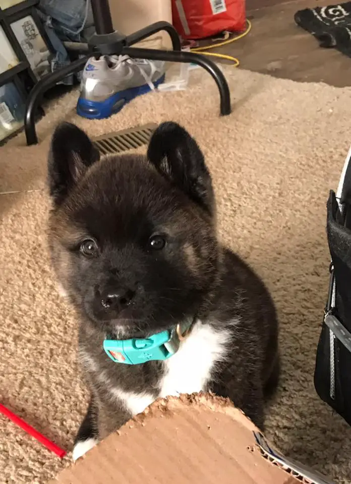 An Akita Inu puppy sitting on the carpet with its adorable begging face