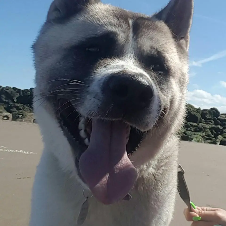 An Akita Inu sitting in the sand while smiling