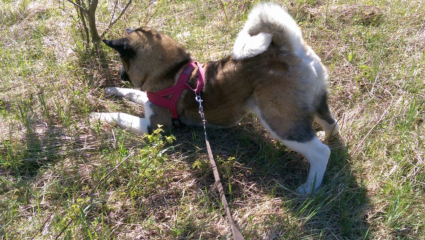 An Akita Inu bow playing facing something on the grass