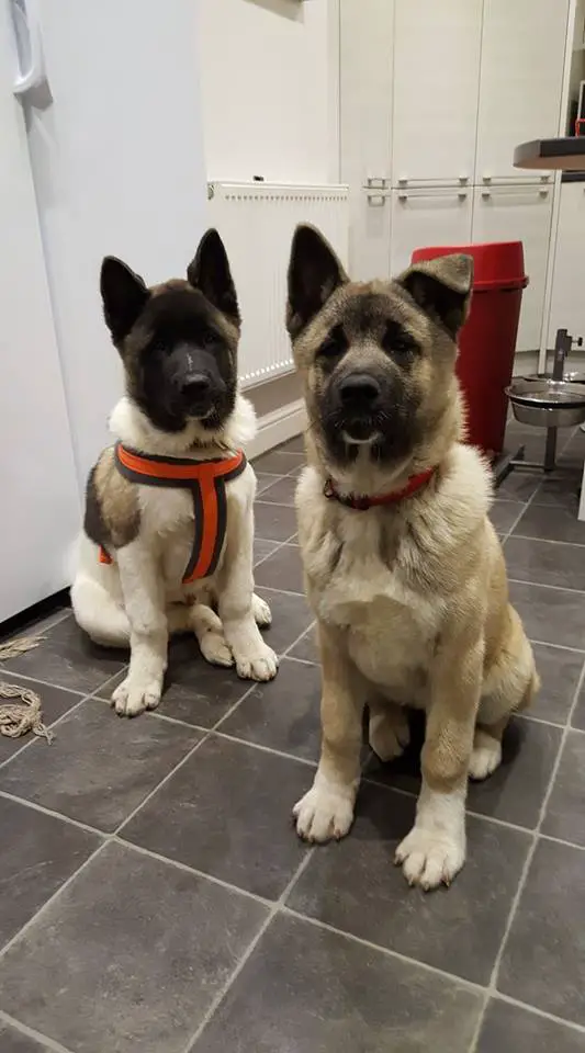 two Akita Inus standing up leaning towards the window photo with text - We want beer and we want it now!