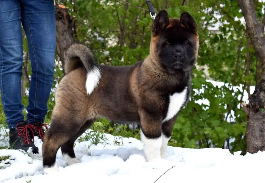 An Akita Inu puppy standing in snow at the park
