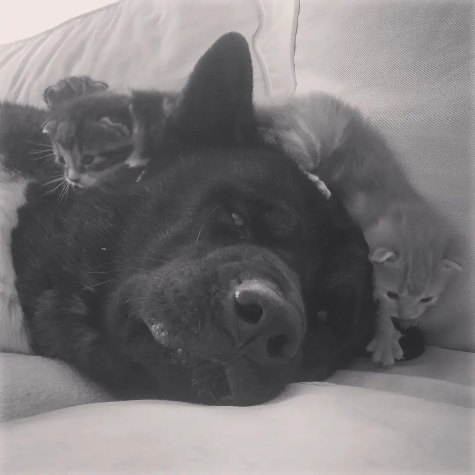 An Akita Inu lying on the bed with a kitten on top of its head