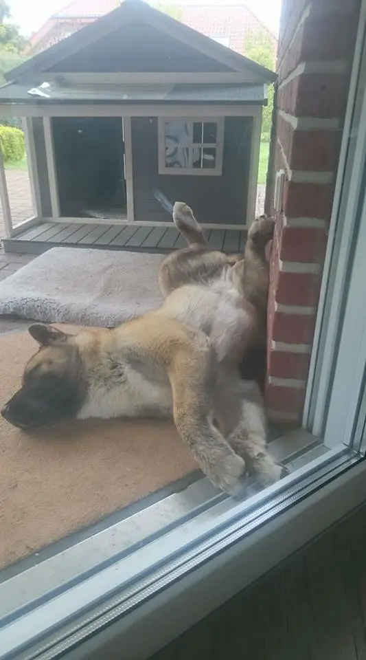 An Akita Inu lying on its back on the floor while sleeping with its legs spread out