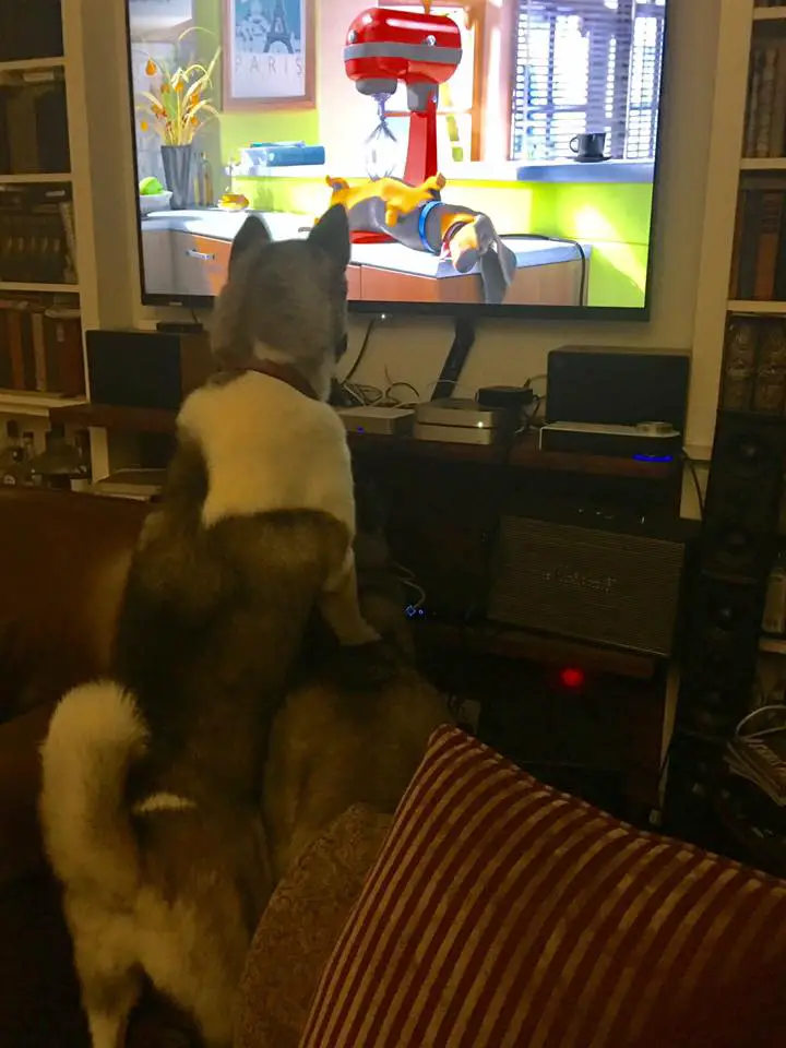 an Akita Inu standing on the back of another Akita Inu sitting in front of him while he watches TV