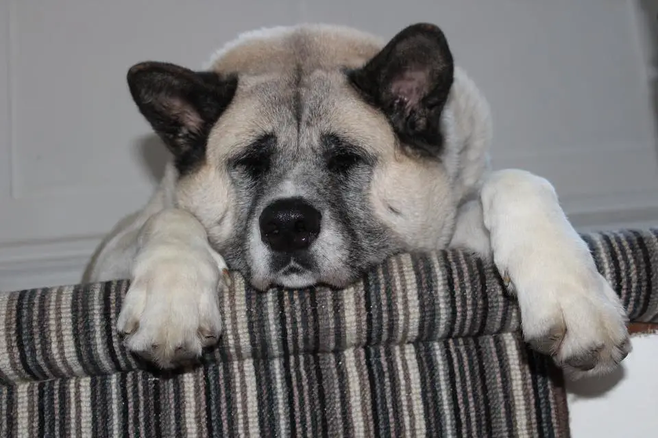 A tired Akita Inu lying on top of the stairs