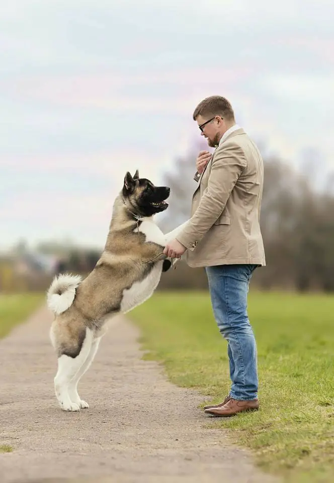 An Akita Inu standing up leaning towards the man standing in front of him