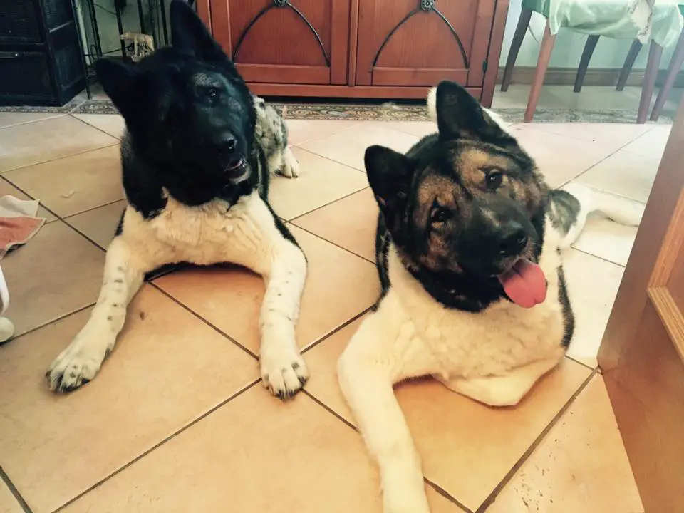 two Akita Inus lying on the floor while tilting their heads