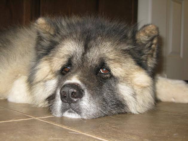 An Akita Inu lying on the floor with its tired face