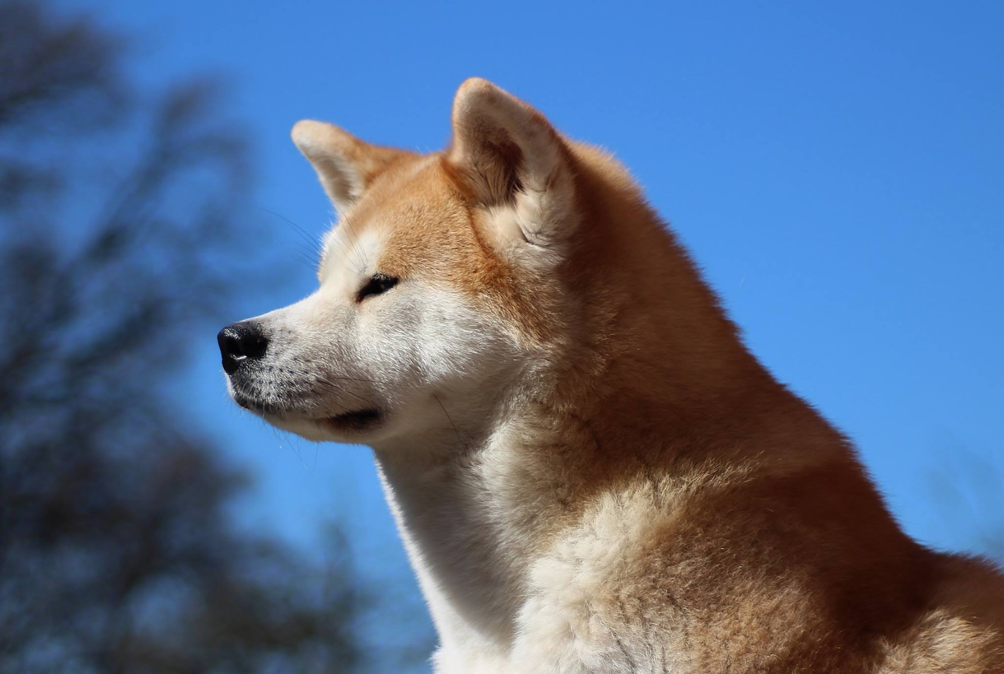 An Akita Inu sitting sideways under the sun and blue sky