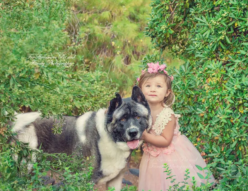 An Akita Inu standing in th garden next to the little girl in pink dress