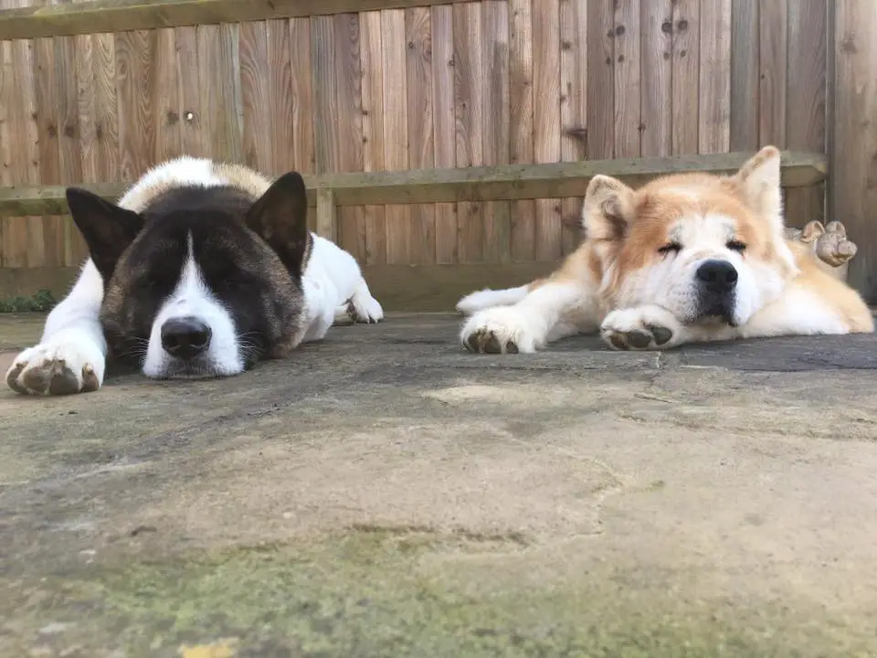 two tired Akita Inus lying on the pavement