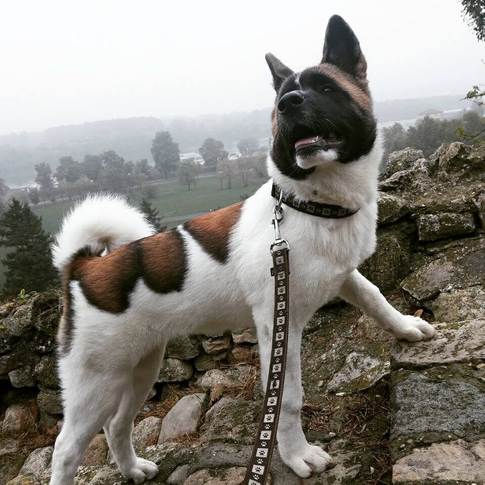 An Akita Inu standing on top of the mountain