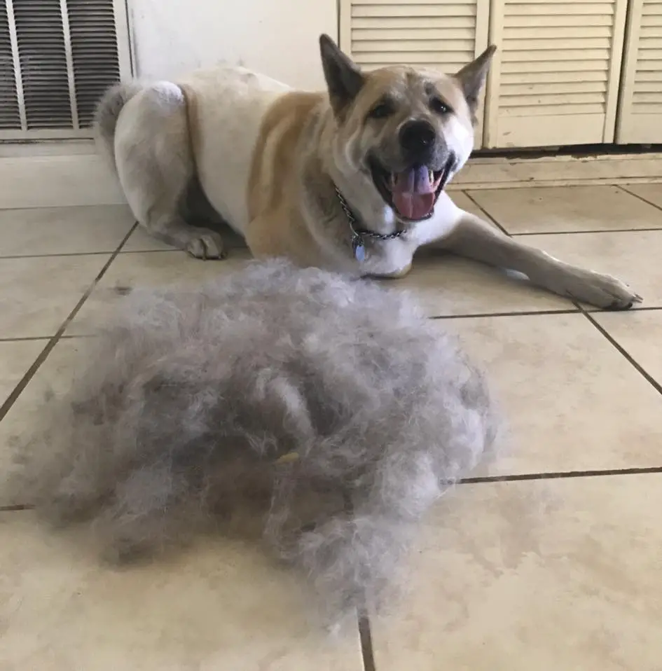 An Akita Inu lying on the floor behind its pile of shed fur